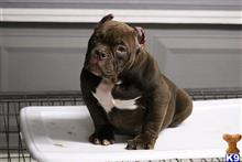 american bully puppy posted by Teu tlaw